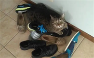 猫咪为什么爱主人的鞋子