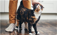 猫咪为什么喜欢蹭身上