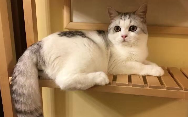 上海正规猫舍推荐