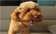 玩具贵宾犬好养不