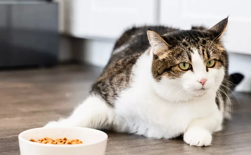 猫咪为什么不吃隔餐饭