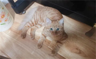 猫看人的眼神真诡异