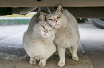 猫咪一般什么时候发情