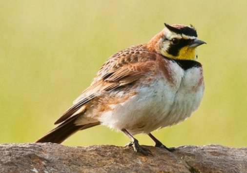 头顶一撮毛的鸟的图片
