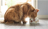 猫吃狗碗里狗会护食吗