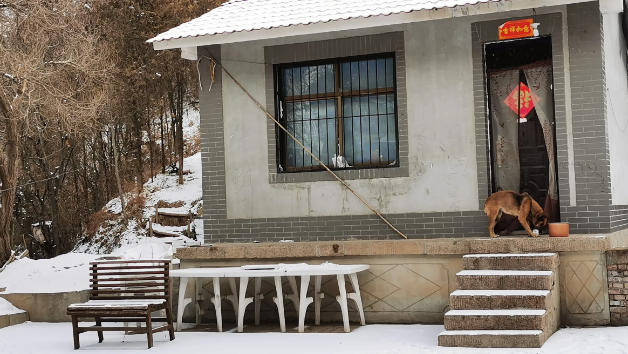雪地里发现只剩1只狼狗,任凭它自生自灭了:可怜它还在看家护院 雪地里发现只剩1只狼狗,任凭它自生自灭了:可怜它还在看家护院