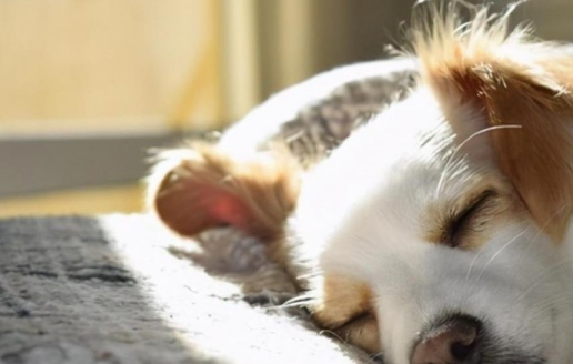 幼犬6大喂养规则,养宠物人注意事项! 幼犬6大喂养规则,养宠物人注意事项!