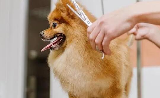 幼犬掉毛是怎么回事该怎么办 幼犬掉毛是怎么回事该怎么办