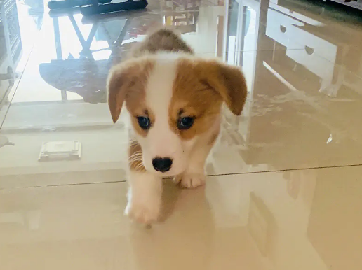 三四个月幼犬吃成犬粮会怎么样? 三四个月幼犬吃成犬粮会怎么样?