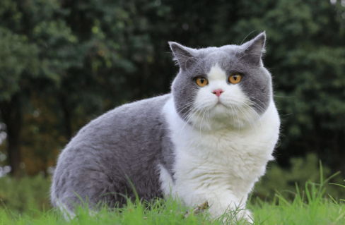 猫咪挑食偏瘦？虎主任豪餐盛宴三拼冻干猫粮，让猫咪胃口大开 