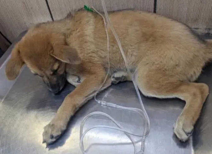 狗得细小还能救吗 狗得细小还能救吗