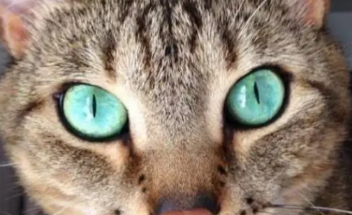 猫咪瞳孔变圆的原因
