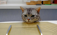 小猫饿了会有什么表现