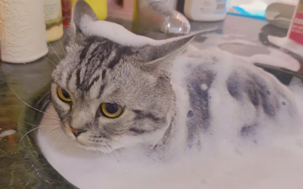 在宠物店给猫洗澡的叫什么