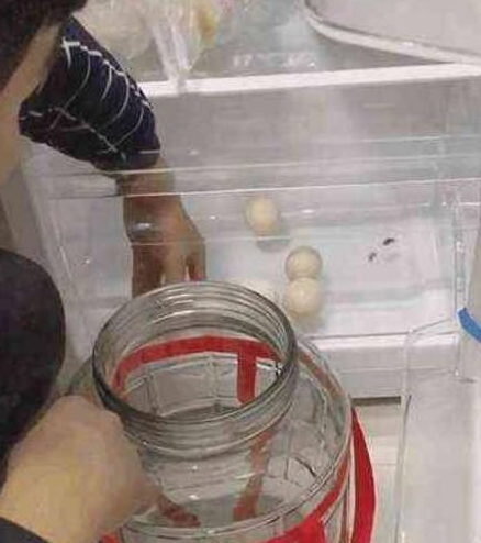 朋友寄养的哈士奇被猫咪带坏了,钻罐子卡住脖子 朋友寄养的哈士奇被猫咪带坏了,钻罐子卡住脖子
