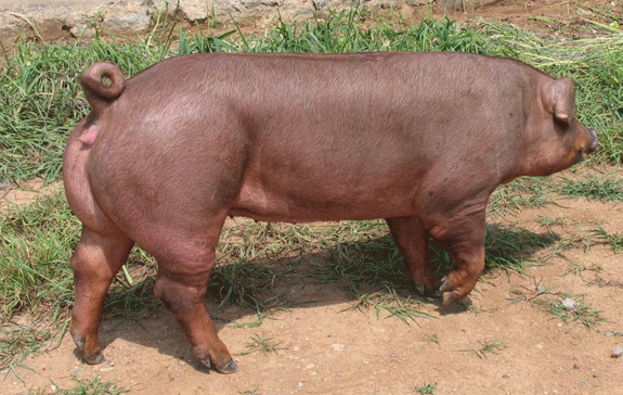 杜洛克猪的肉好吃吗