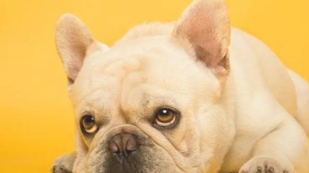 法国斗牛犬的颜色级别，一篇文章告诉你！