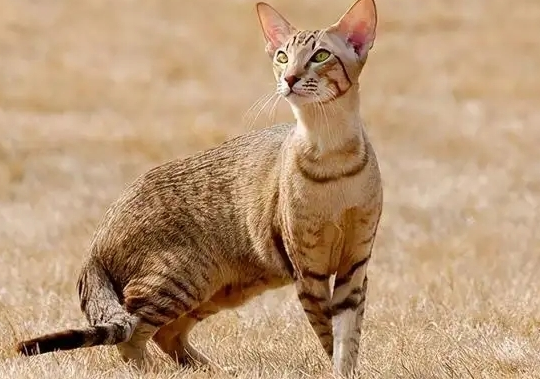 埃及猫掉毛的原因及防治