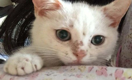 猫癣是大问题吗? 猫癣是大问题吗?