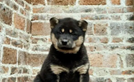 哪种土狗长大最好看