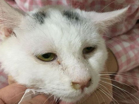 科普：猫咪肾衰治疗过程中的并发症,来自铲屎官的亲身经历!