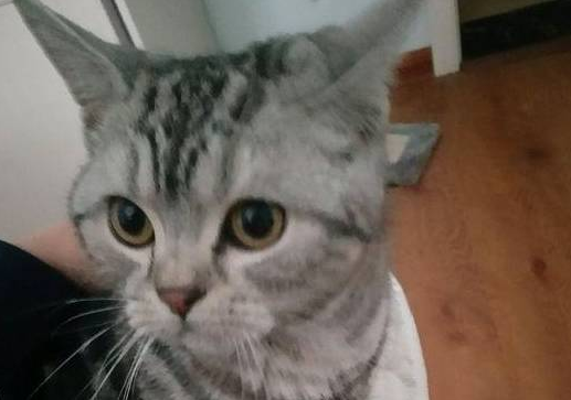宠主家美短猫咪丢了，主人听了网友建议后，猫猫第二天就被找到了