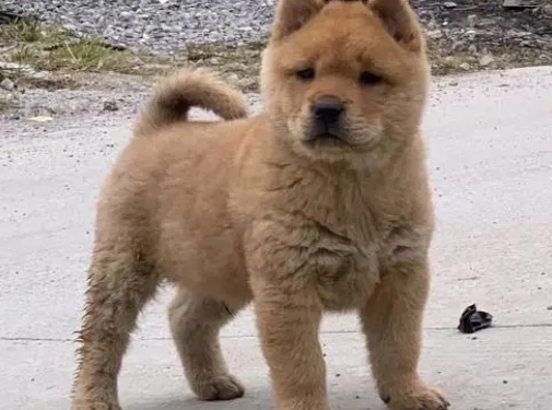 中华田园犬多少钱一只幼犬