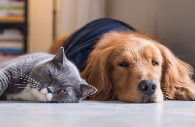 狗为什么会比猫咪听话
