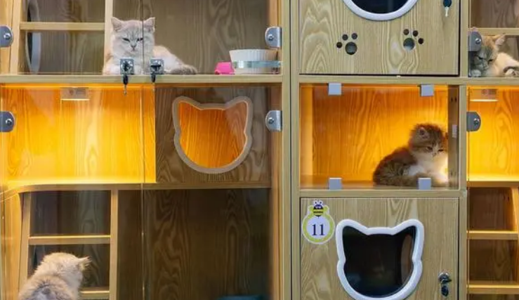 上海正规英短猫舍