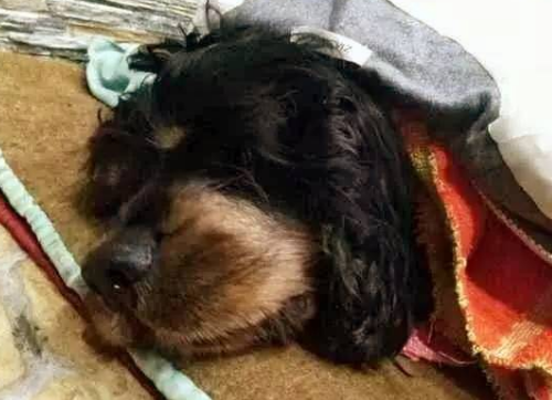 狗狗死后主人不能哭