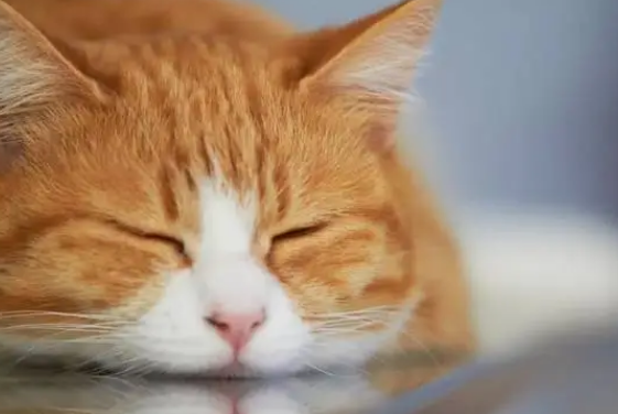 猫咪受凉之后流鼻涕的原因 猫咪受凉之后流鼻涕的原因