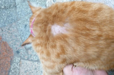 猫咪身上皮肤脱毛是什么问题导致的？
