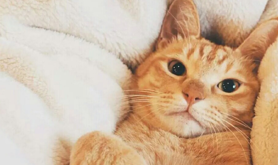 让宠物猫言听计从的训练方法,怎么训练让猫咪听话? 让宠物猫言听计从的训练方法,怎么训练让猫咪听话?