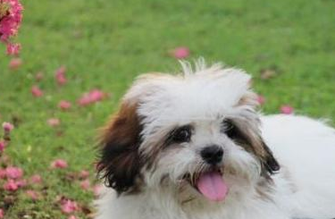 一文详解：西施犬的常见疾病和治疗方法有哪些？