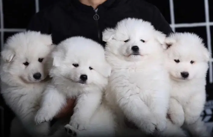 萨摩耶犬舍哪个好