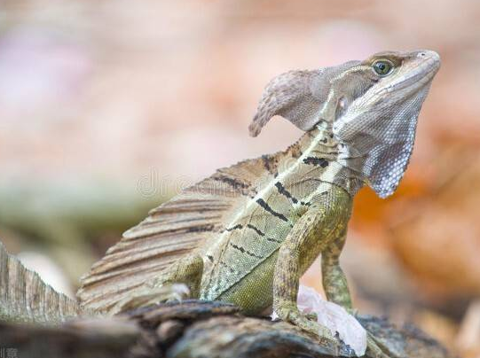 蛇怪蜥蜴的脚