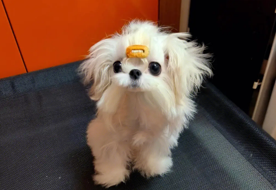 马尔济斯犬好养吗