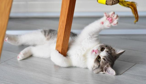 训练猫咪时的注意事项，猫咪训练方法？