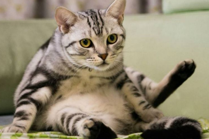 普通美短猫多少钱一只