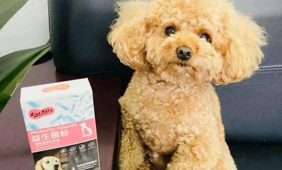 狗狗必须每日填补益生菌粉吗？一起来看看吧