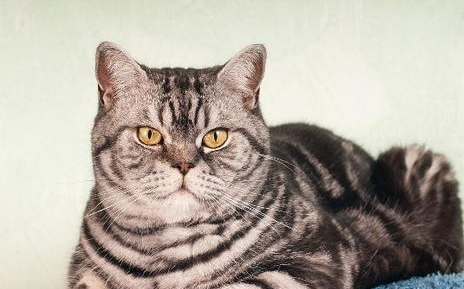 猫咪黄疸型肝炎的治疗，猫咪肝炎的治疗原则！