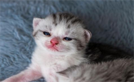 2至6月猫咪的喂养方法