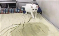 为什么猫咪撒尿在被子上