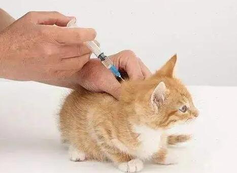 狗狗猫猫为什么打疫苗呢