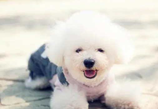 萌宠小知识：导致比熊犬拉肚子的原因有那些？