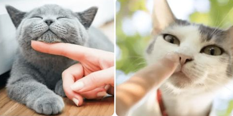 如何让宠物猫猫远离辐射？无线猫对人体有辐射吗
