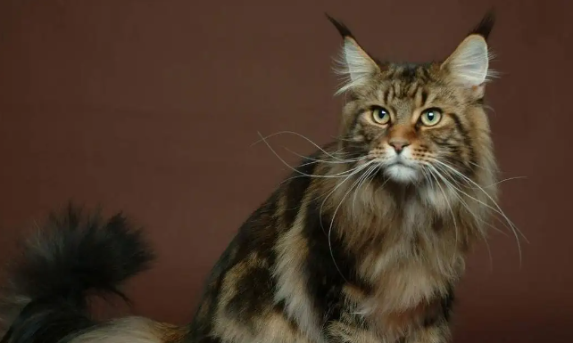 挪威森林猫是宠物猫吗