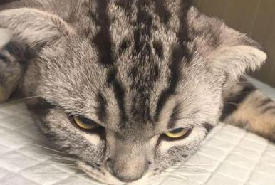 猫癣是大问题吗? 猫癣是大问题吗?
