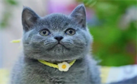 英短猫眼睛颜色等级
