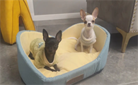 狗狗会在窝里拉粑粑吗为什么
